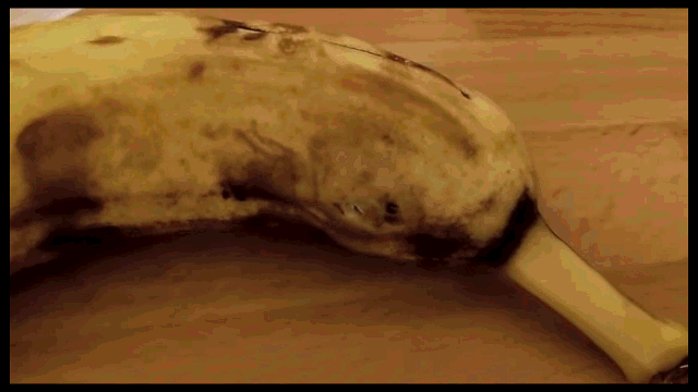 4795242_after-watching-this-spider-burst-out-of_ad0071a8_m.gif